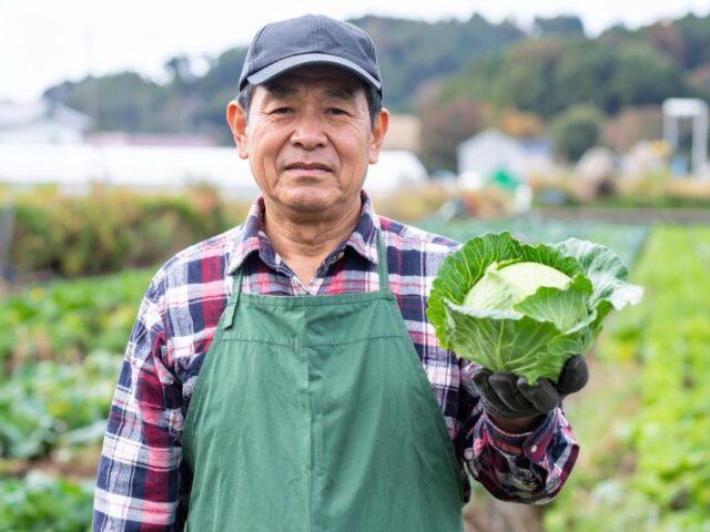 キャベツ農家の高齢男性