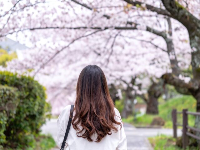 満開の桜並木を歩く若い女性の後ろ姿