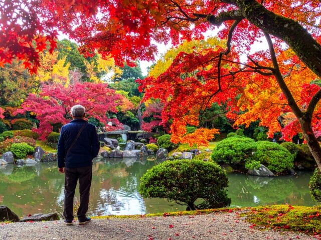 秋の日本庭園を楽しむ男性